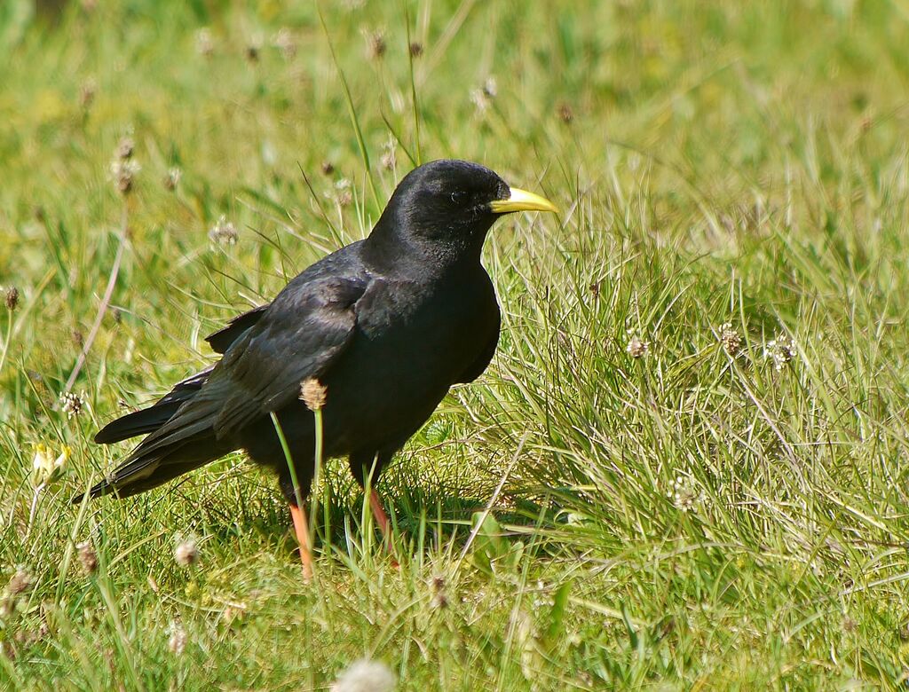 Alpine Chough male adult breeding, identification