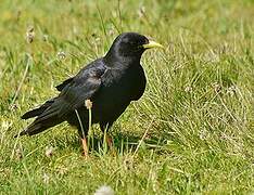 Alpine Chough