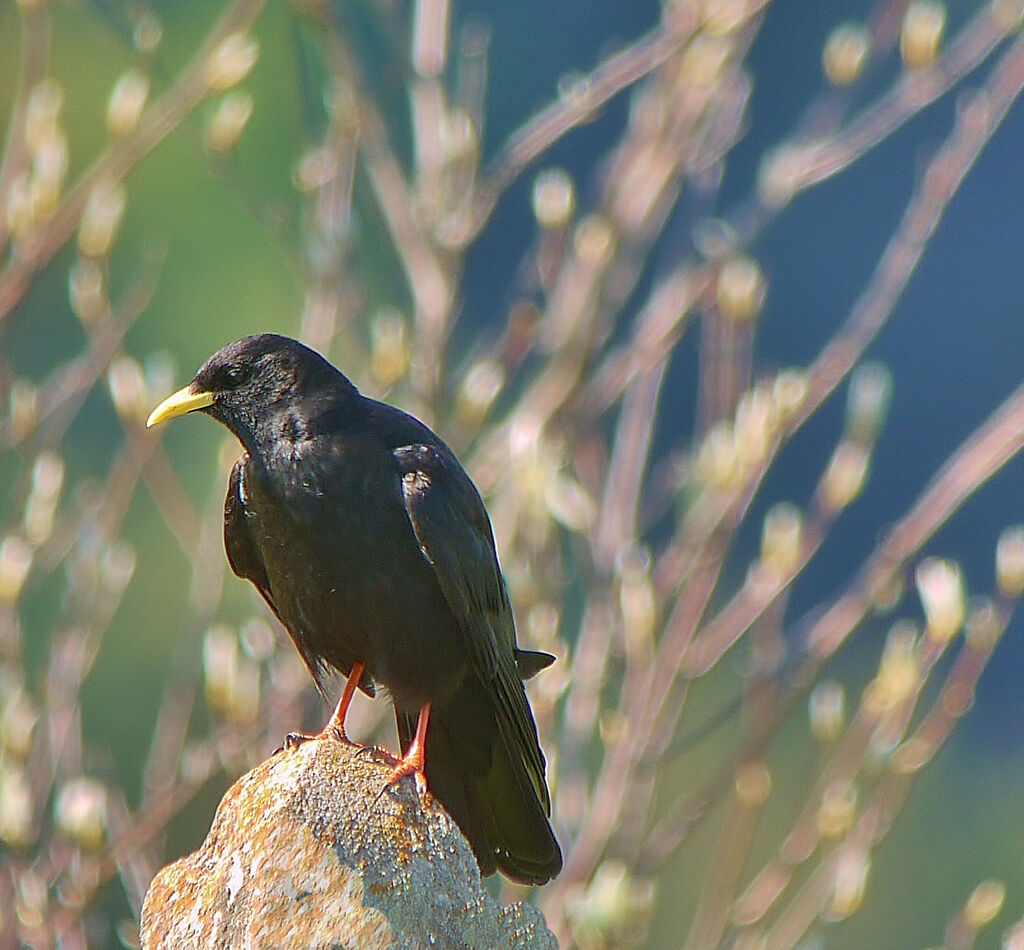 Alpine Chough male adult breeding, identification