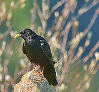 Alpine Chough