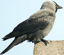 Western Jackdaw