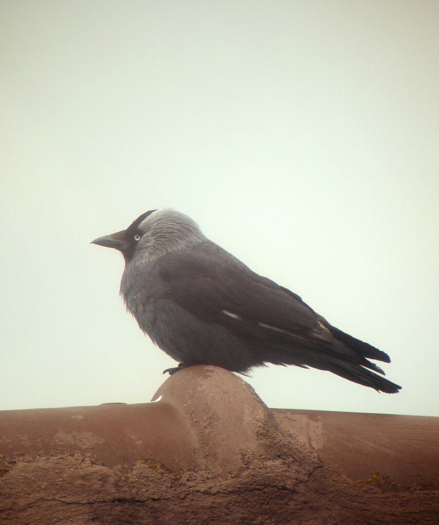 Western Jackdaw male adult breeding, identification