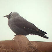 Western Jackdaw