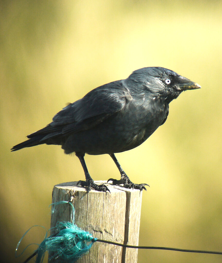 Western Jackdaw, identification