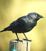 Western Jackdaw