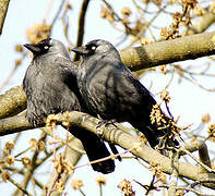 Western Jackdaw