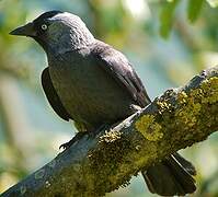 Western Jackdaw