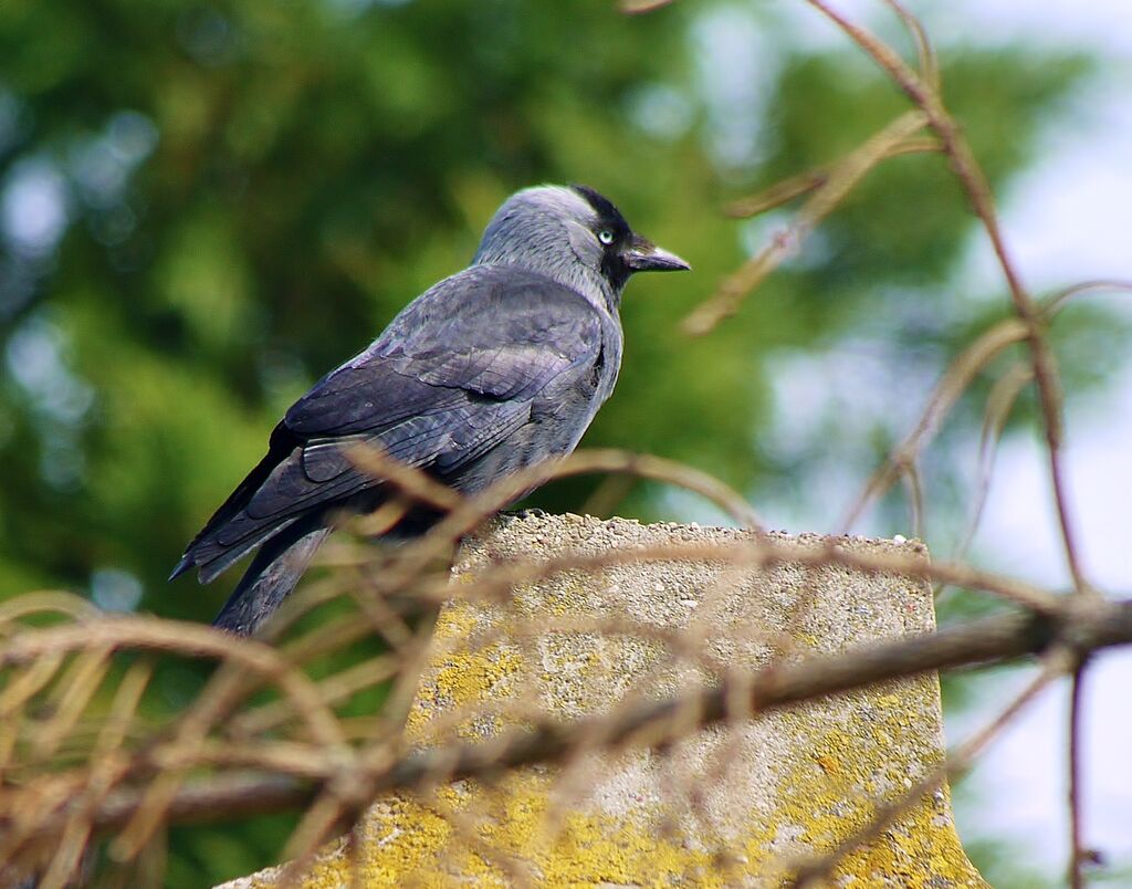 Western Jackdawadult, identification