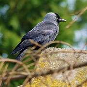 Western Jackdaw