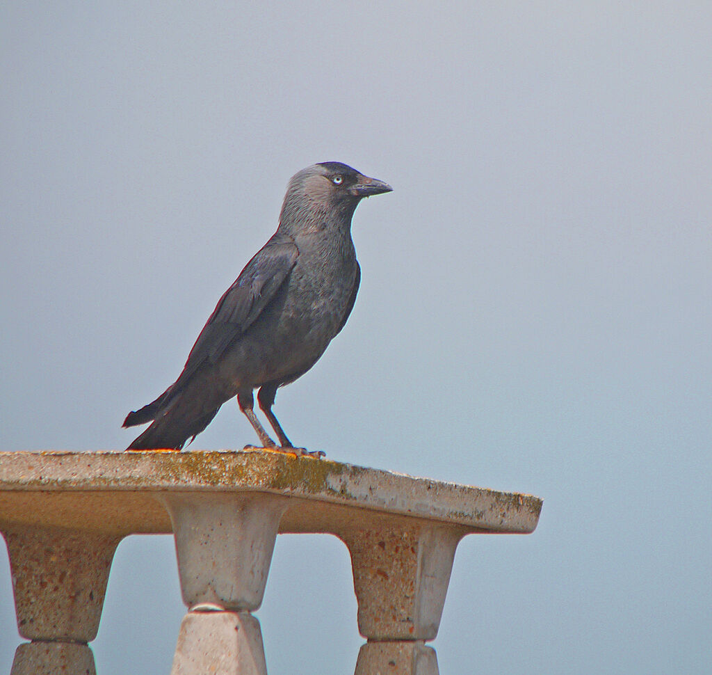 Western Jackdaw