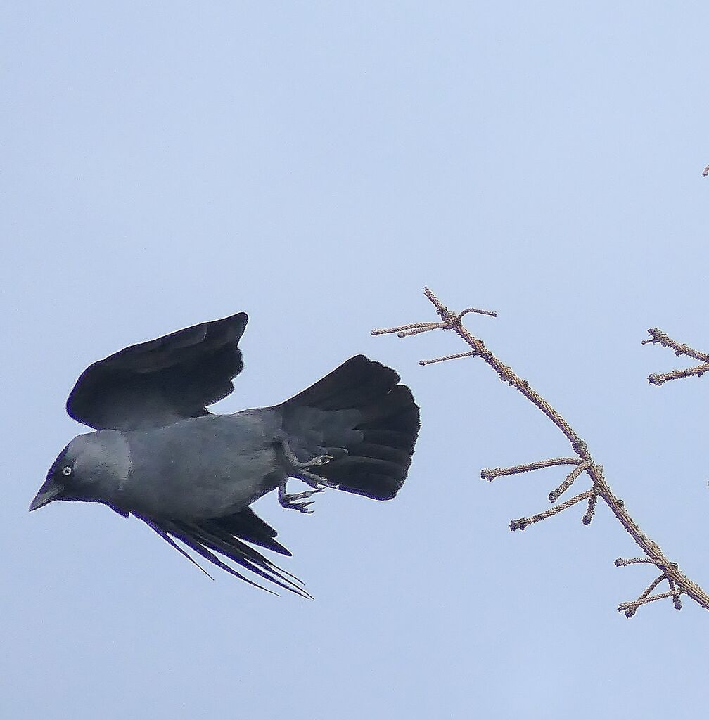 Western Jackdaw, Flight