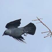 Western Jackdaw