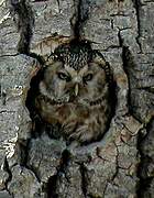 Boreal Owl