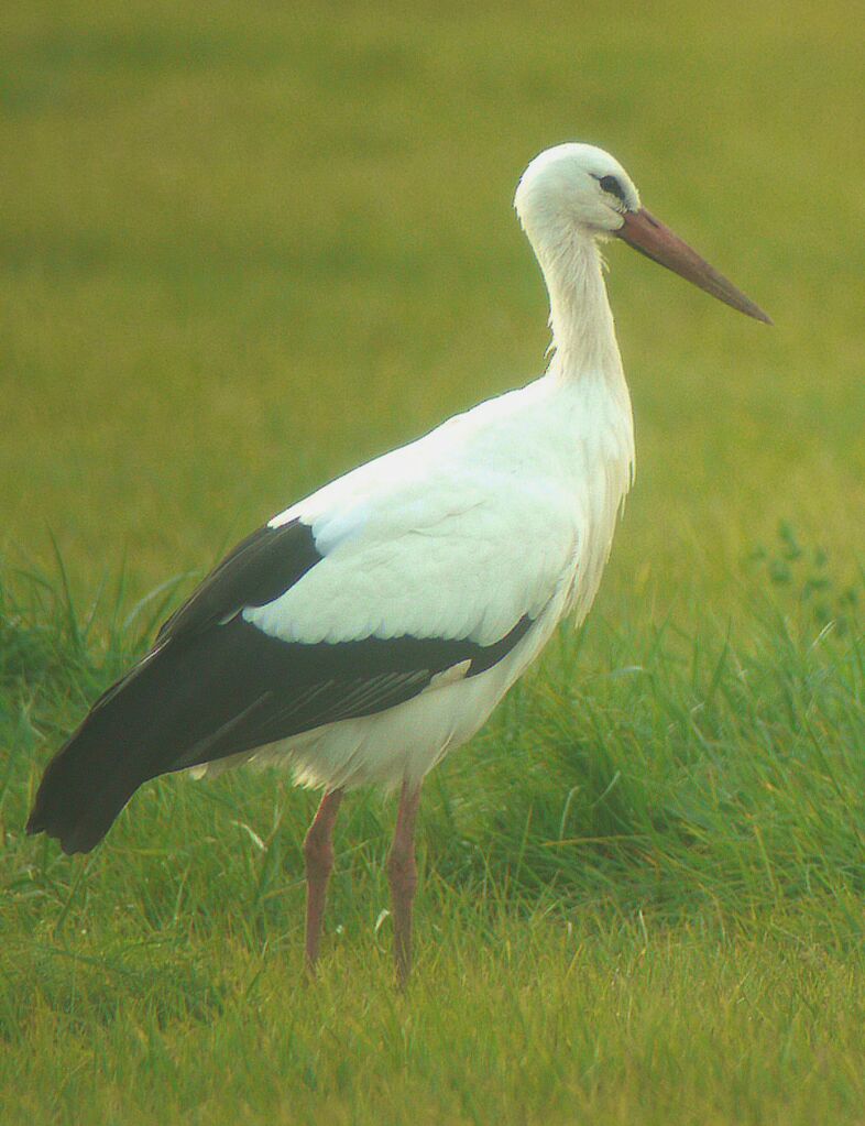 Cigogne blanche, identification