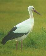 White Stork