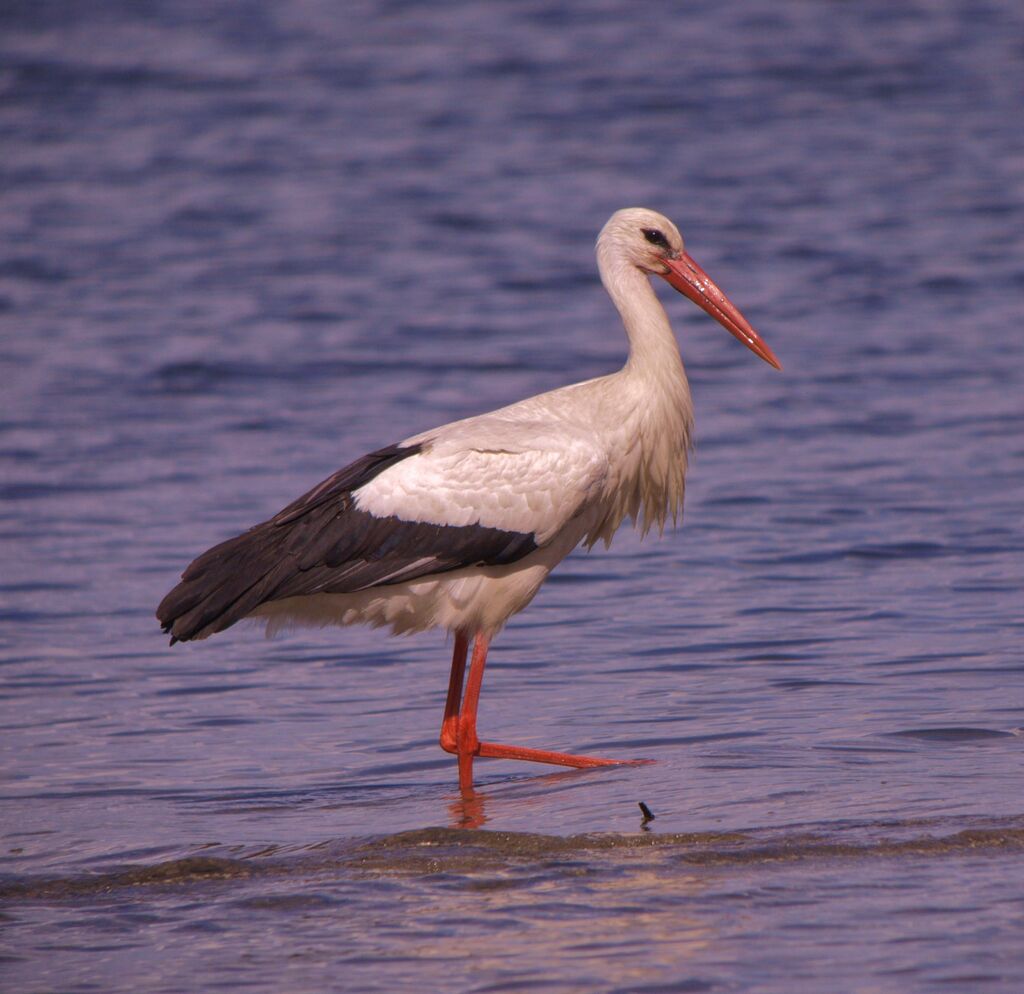 Cigogne blancheadulte nuptial, identification