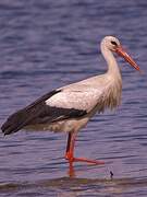 White Stork