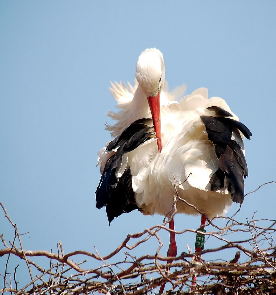 Cigogne blanche, soins