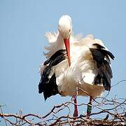 White Stork