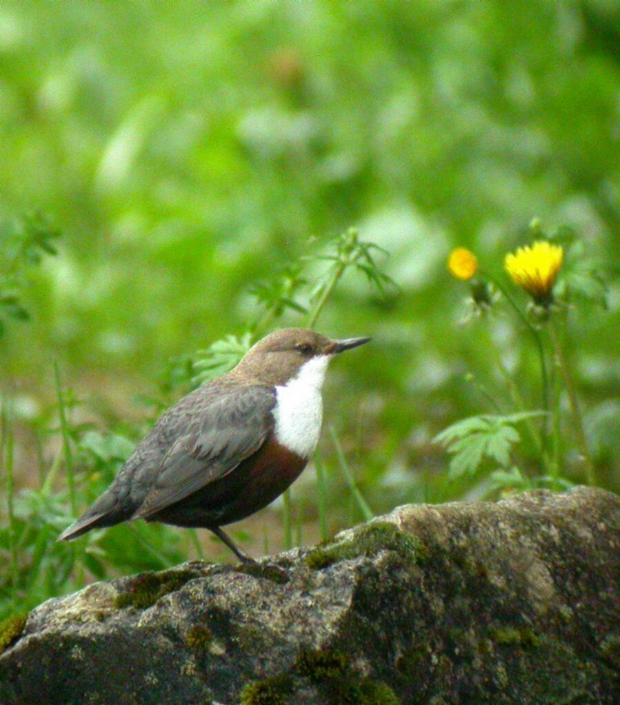 White-throated Dipper