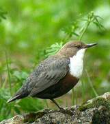 White-throated Dipper