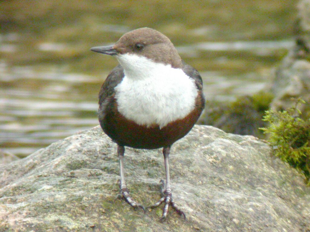 White-throated Dipper