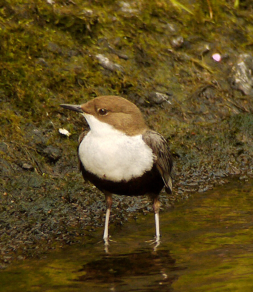 White-throated Dipper male adult breeding, identification