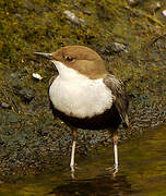 White-throated Dipper