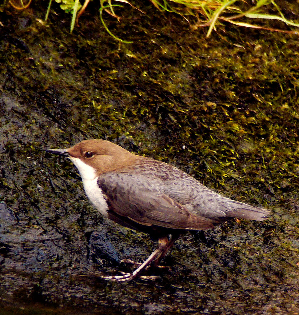 Cincle plongeur mâle adulte nuptial, identification