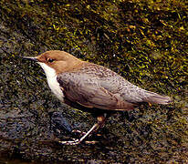 White-throated Dipper