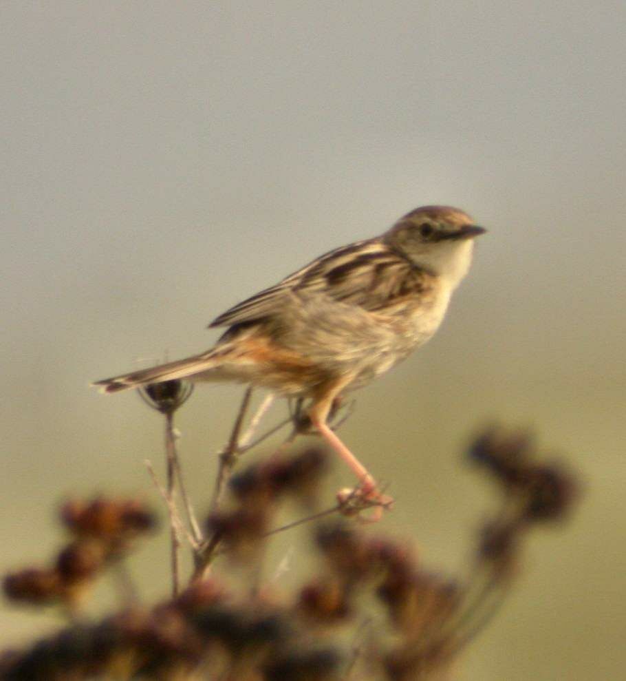 Zitting Cisticola