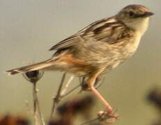 Zitting Cisticola