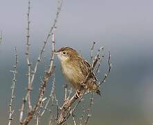 Zitting Cisticola