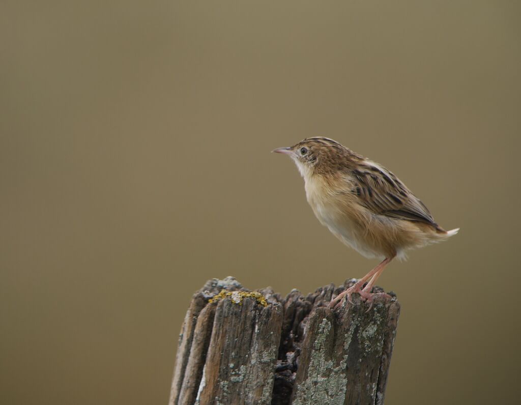 Zitting Cisticolaadult, identification