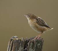 Zitting Cisticola