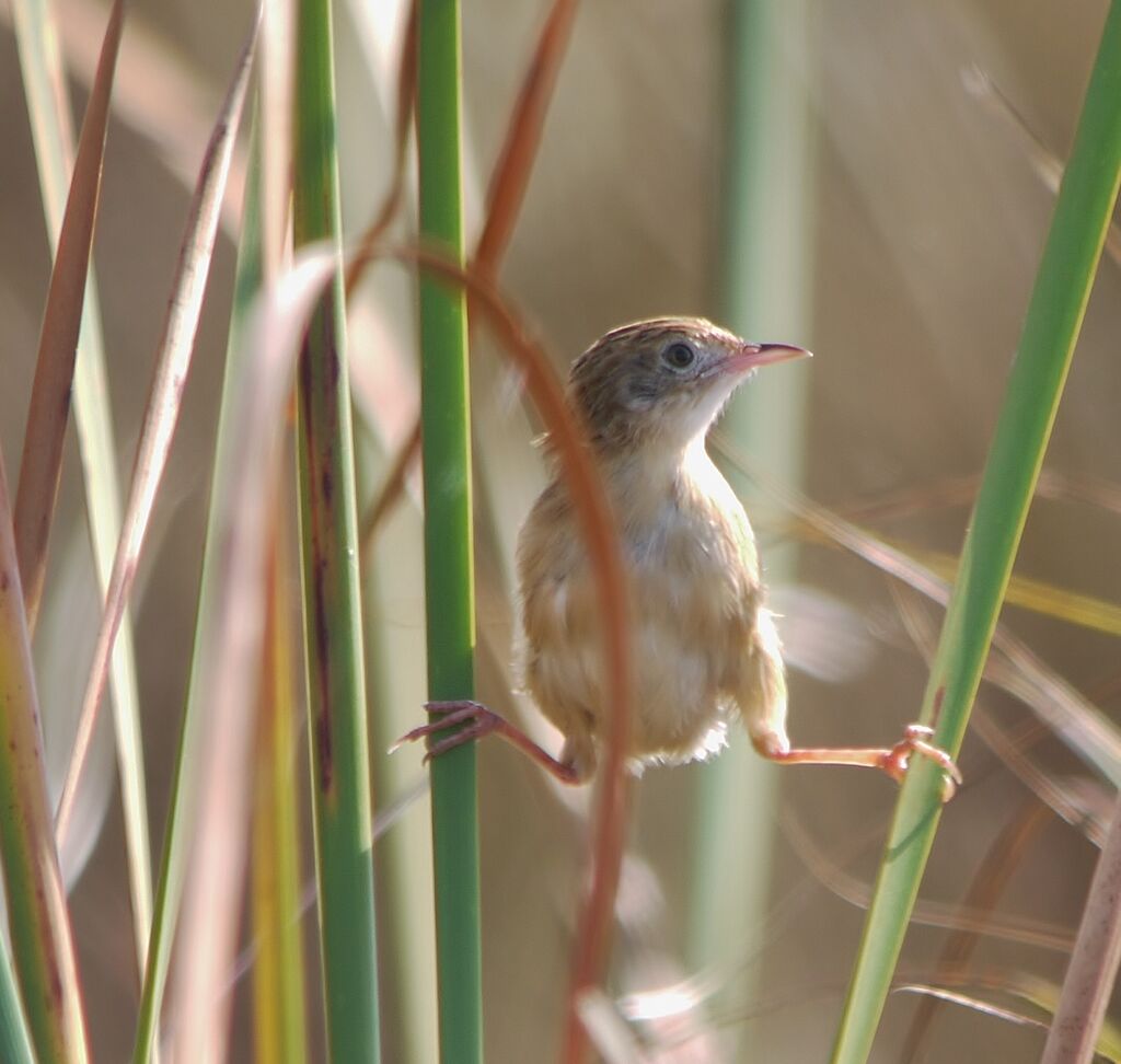 Zitting Cisticolaadult, Behaviour