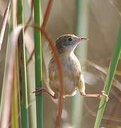 Zitting Cisticola