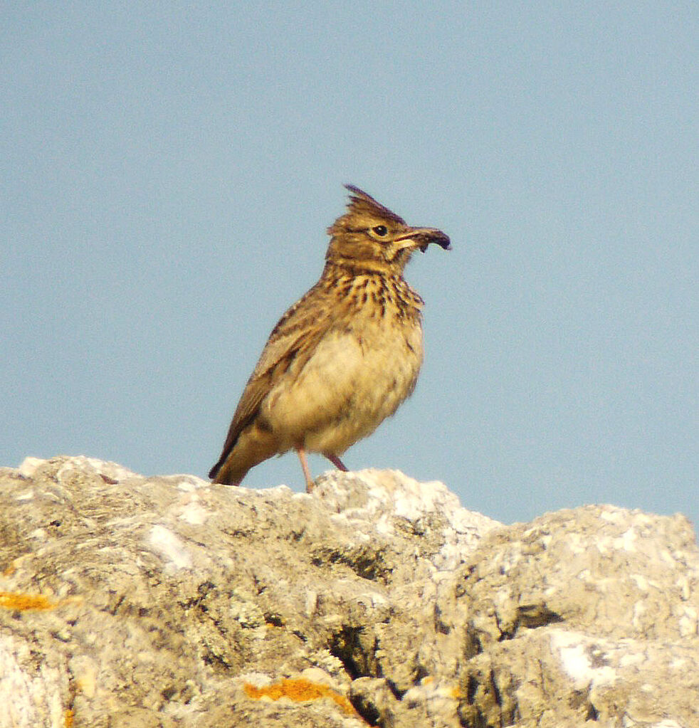 Thekla's Larkadult breeding, identification