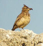 Cochevis de Thékla