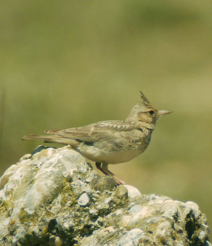 Crested Lark male adult breeding, identification