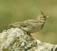 Crested Lark