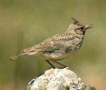 Crested Lark