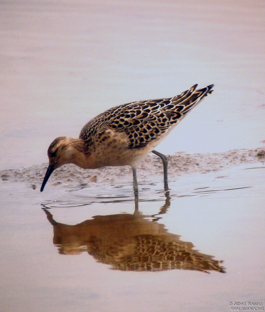 Combattant varié, identification