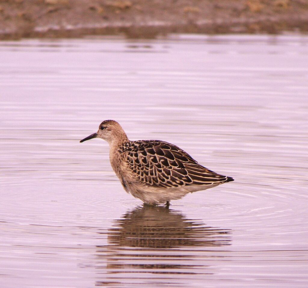 Ruffadult post breeding, identification