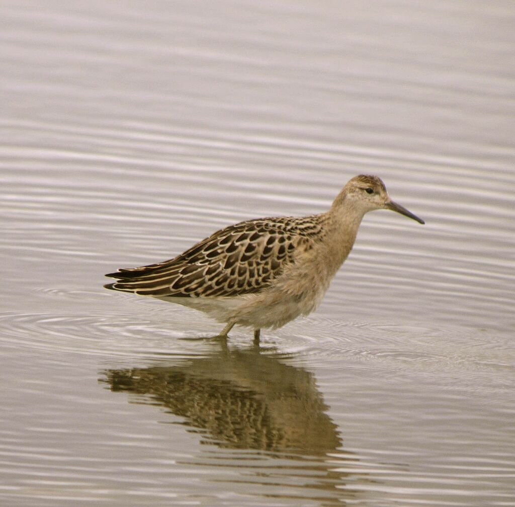 Ruff, identification