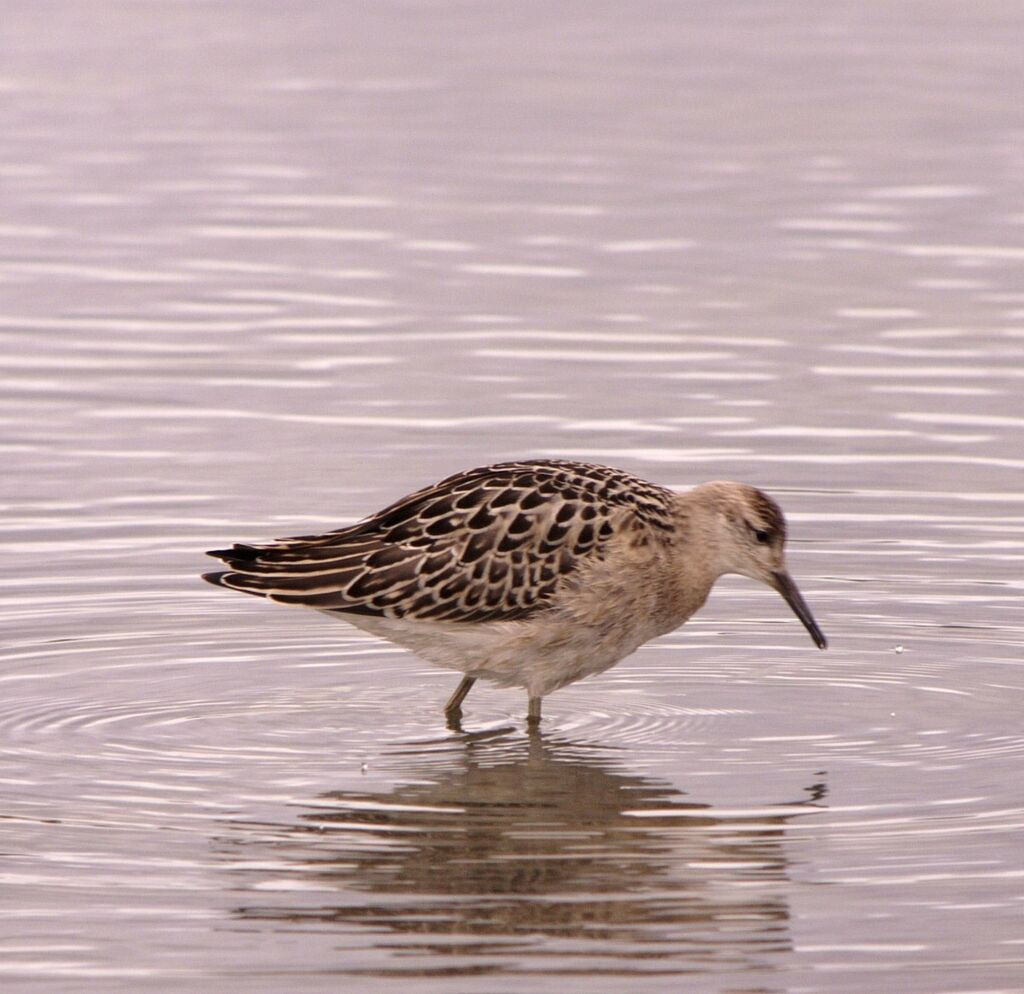 Ruff, identification