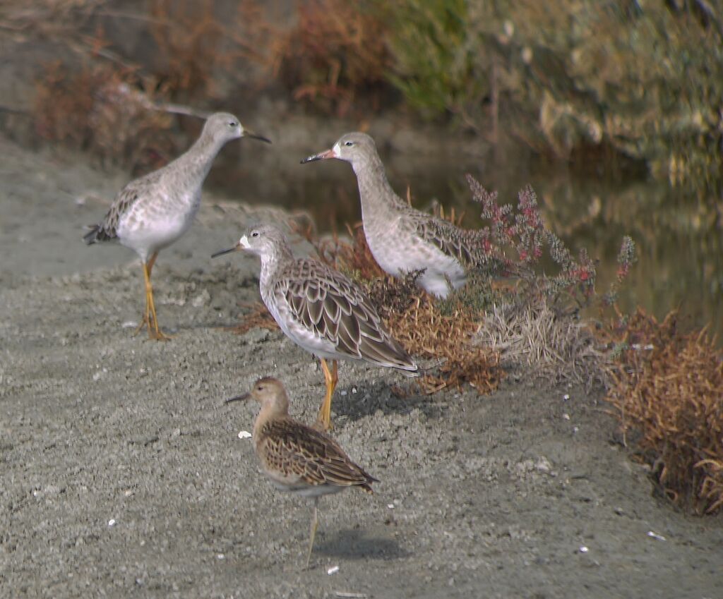 Ruff female adult post breeding, identification