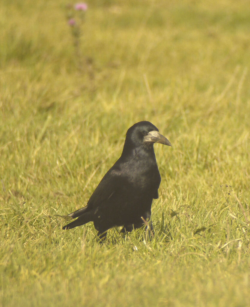 Corbeau freux mâle adulte, identification