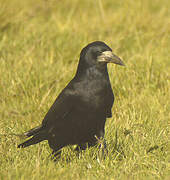 Corbeau freux