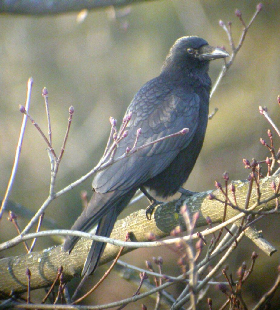 Carrion Crow